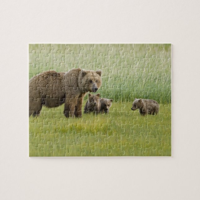 Alaskan Brown Bären Sow und drei Cubs, Ursus Puzzle (Horizontal)