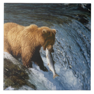 Alaskan Brown Bear Fangen von Lachs bei Brooks Fliese