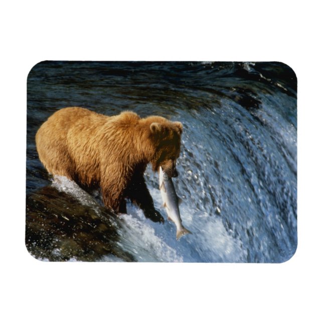 Alaskan Brown Bear Fangen von Lachs bei Brooks Magnet (Horizontal)