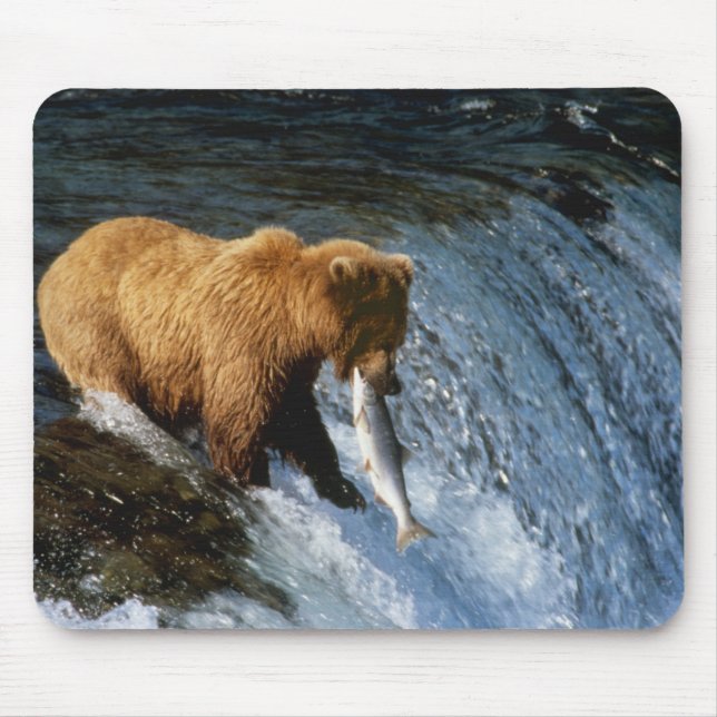 Alaskan Brown Bear Fangen von Lachs bei Brooks Mousepad (Vorne)