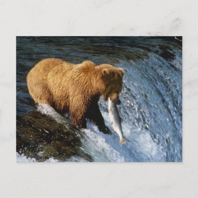 Alaskan Brown Bear Fangen von Lachs bei Brooks Postkarte (Vorderseite)
