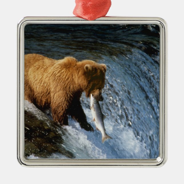 Alaskan Brown Bear Fangen von Lachs bei Brooks Silbernes Ornament (Vorne)