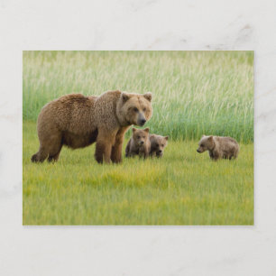 Alaskan Brown Bear mit Cubs auf einer Wiese Postkarte