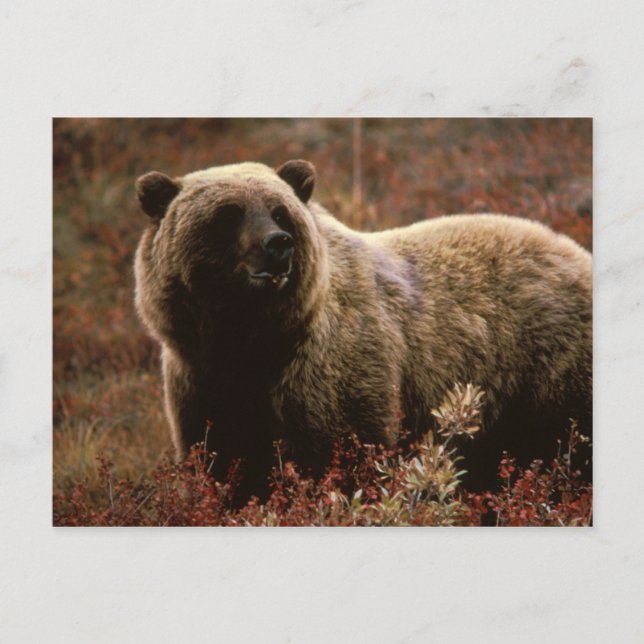Alaskan Brown Bear Postkarte (Vorderseite)