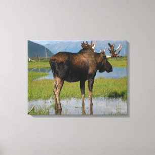 Alaskan Bull Moose im Landschaftlichen Marsh Foto  Leinwanddruck