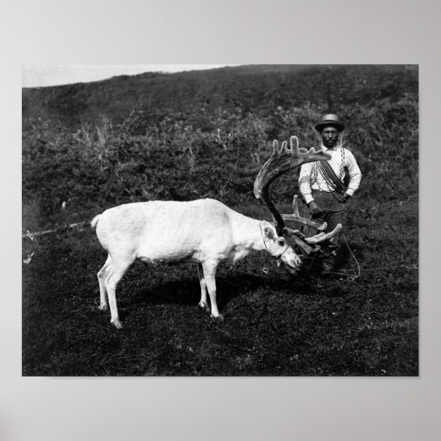 Alaskan Eskimo und die gefangenen Rentier Poster (Vorne)