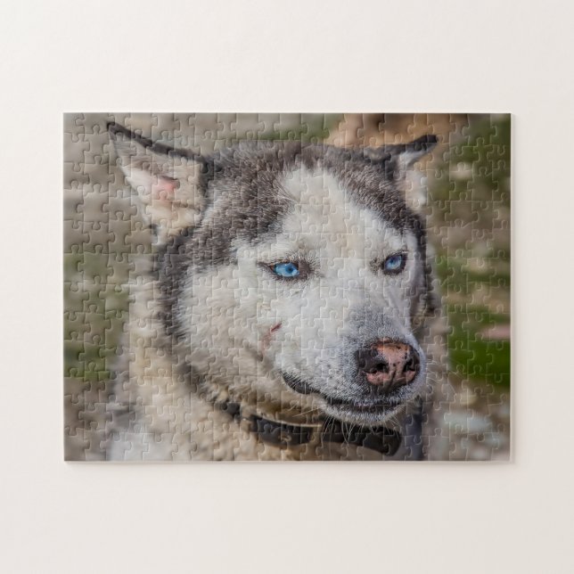 Alaskan Huskey Dog. Puzzle (Horizontal)