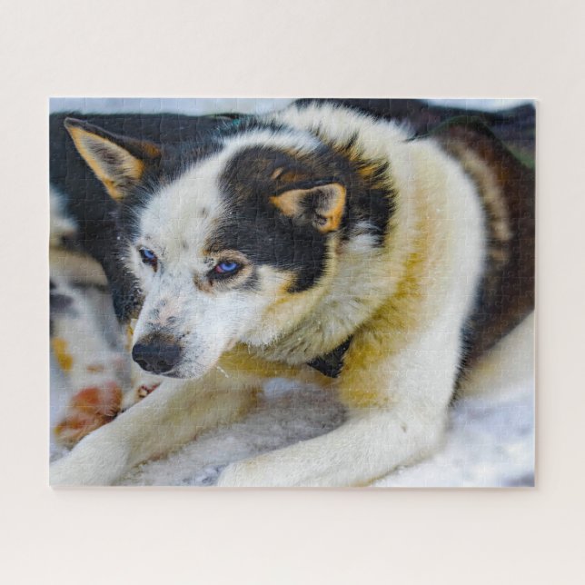 Alaskan Huskey Dog. Puzzle (Horizontal)