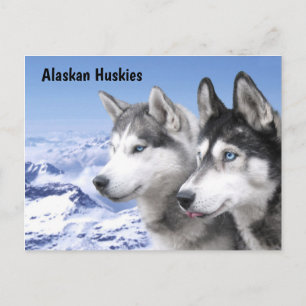 Alaskan Huskies Postkarte