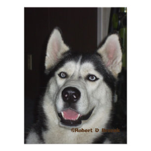 Alaskan Husky Closeup Foto/Poster Fotodruck