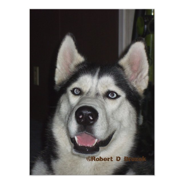 Alaskan Husky Closeup Foto/Poster Fotodruck (Vorne)