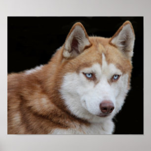 Alaskan Husky Dog Poster