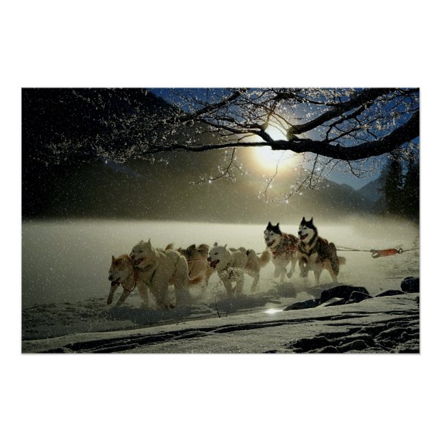 Alaskan Husky Dog Sled Race Poster (Vorderseite)