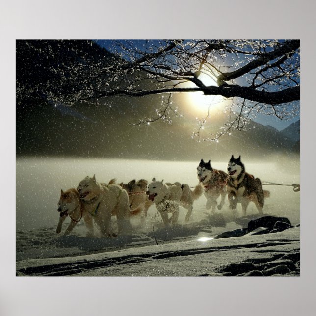 Alaskan Husky Dog Sled Race Poster (Vorne)