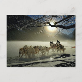 Alaskan Husky Dog Sled Race Postkarte