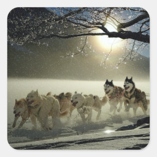 Alaskan Husky Dog Sled Race Quadratischer Aufkleber
