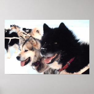 Alaskan Husky Liebe Poster