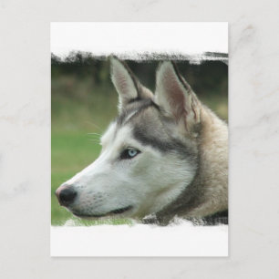 Alaskan Husky Postcard Postkarte