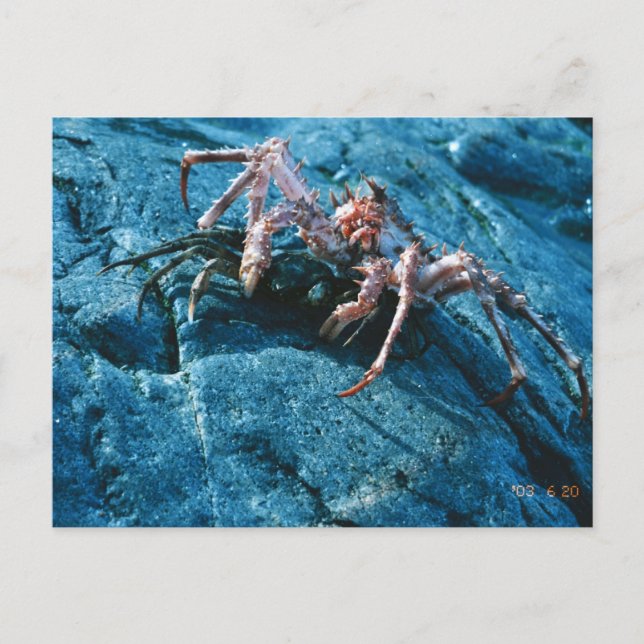 Alaskan King Crab Postkarte (Vorderseite)