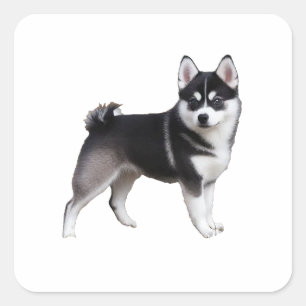 Alaskan Klee Kai Quadratischer Aufkleber