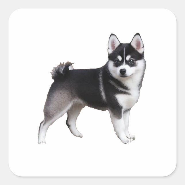 Alaskan Klee Kai Quadratischer Aufkleber (Vorderseite)