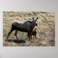 Alaskan Kuh Elch mit Kalf