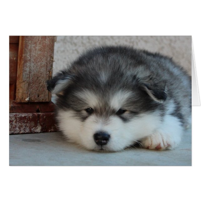 Alaskan Malamute (Vorderseite (Horizontal))