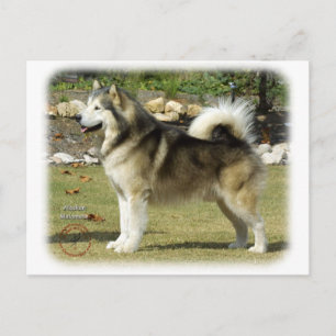 Alaskan Malamute 9R034D-463 Postkarte