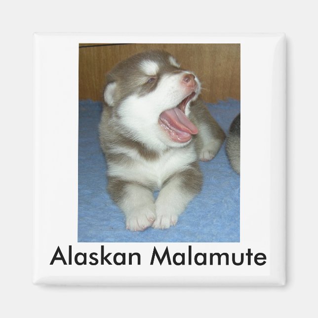 Alaskan Malamute, Alaskan Malamute Magnet (Vorne)