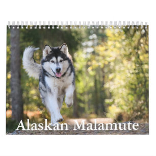 Alaskan Malamute Calendar Kalender
