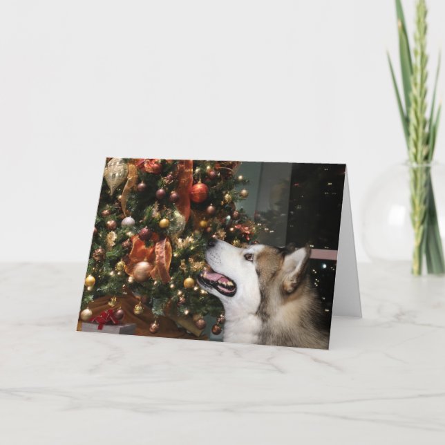 Alaskan Malamute Christmas Feiertagskarte (Vorderseite)