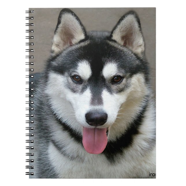 Alaskan Malamute Dog Foto Notizblock (Vorderseite)