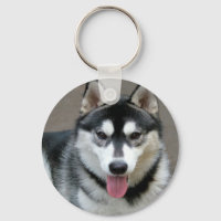 Alaskan Malamute Dog Foto