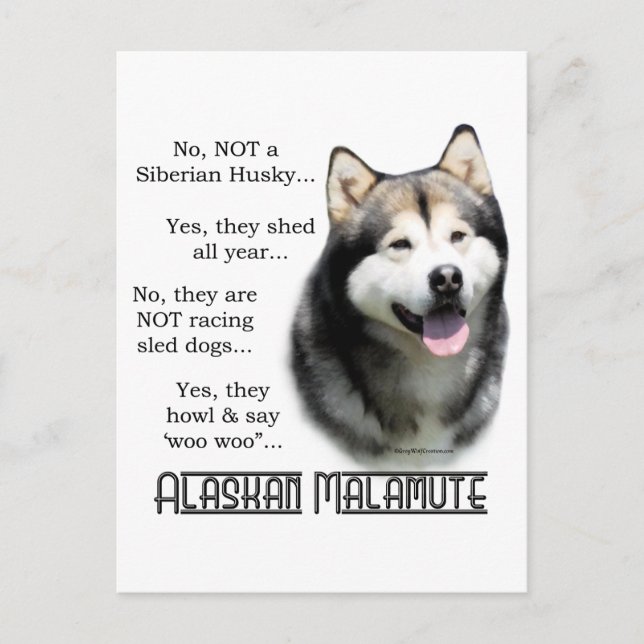 Alaskan Malamute FAQ Postkarte (Vorderseite)