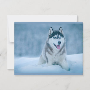 Alaskan Malamute geht auf Schneefeld