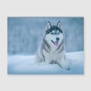 Alaskan Malamute geht auf Schneefeld Magnetkarte