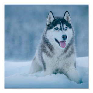 Alaskan Malamute geht auf Schneefeld Poster