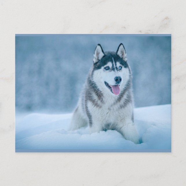 Alaskan Malamute geht auf Schneefeld Postkarte (Vorderseite)