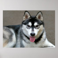 Alaskan Malamute Hunde