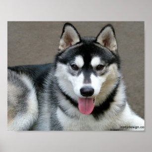 Alaskan Malamute Hunde Poster