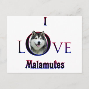 Alaskan Malamute I Liebe Postkarte
