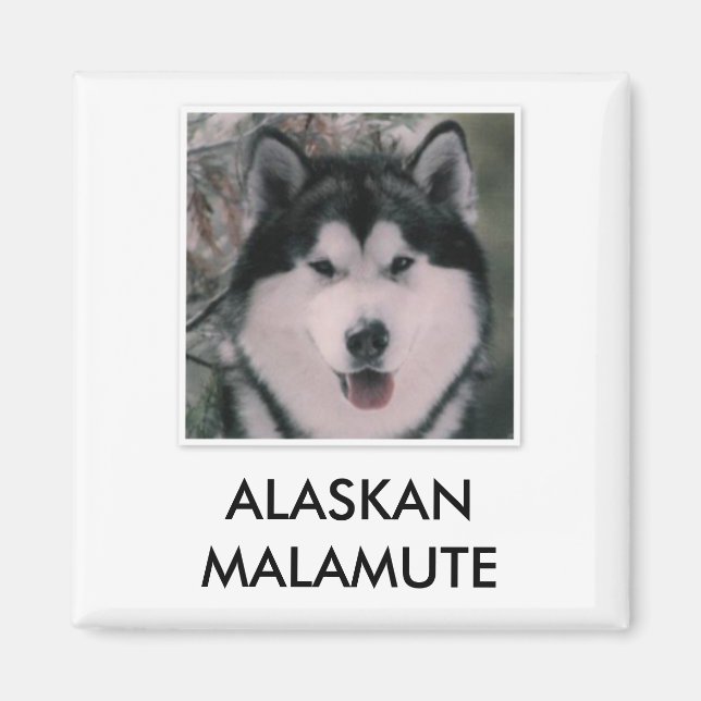 Alaskan Malamute Magnet (Vorne)