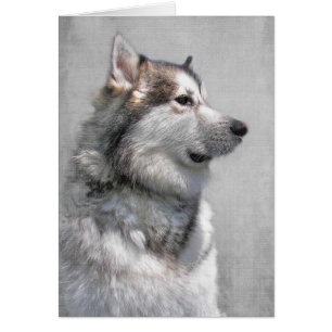 Alaskan Malamute Pet Beileid