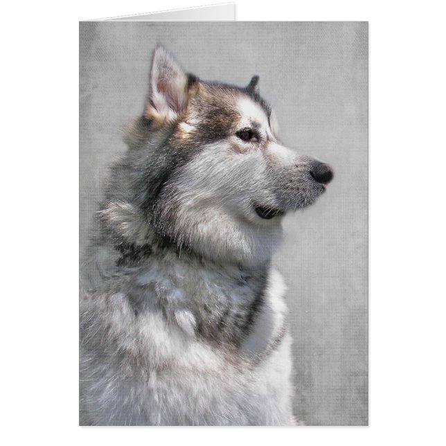 Alaskan Malamute Pet Beileid (Vorne)