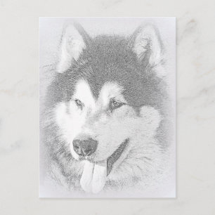 Alaskan Malamute Postkarte