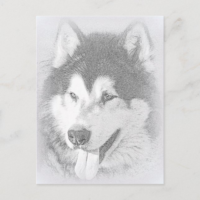 Alaskan Malamute Postkarte (Vorderseite)