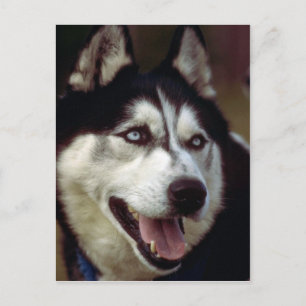 Alaskan Malamute Postkarte