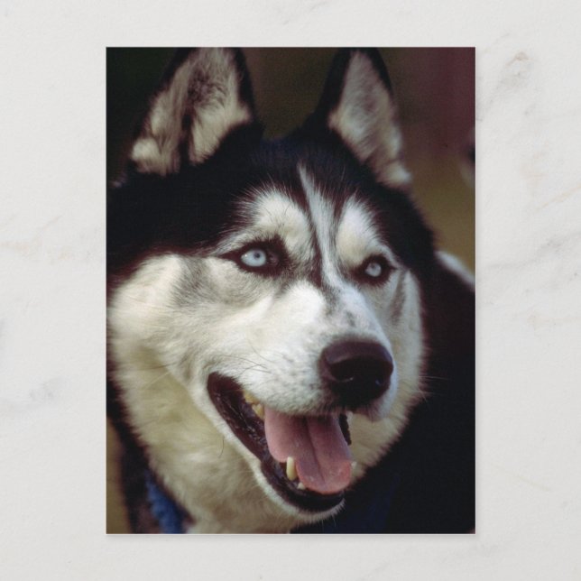 Alaskan Malamute Postkarte (Vorderseite)
