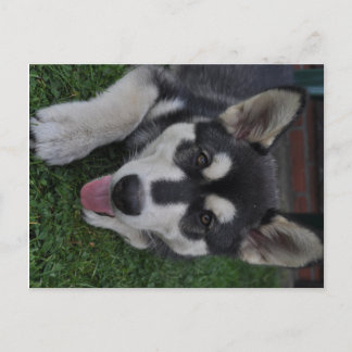 Alaskan Malamute Postkarte