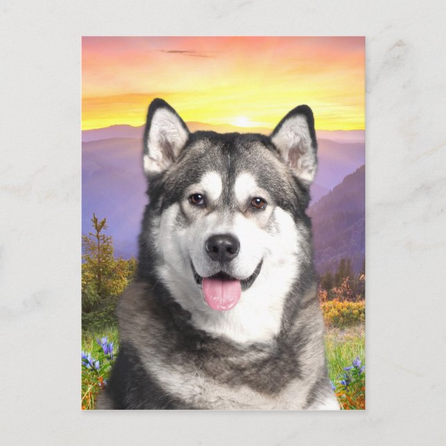 Alaskan Malamute Postkarte (Vorderseite)